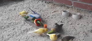 wildfarbige Bourkesittiche abzugeben 