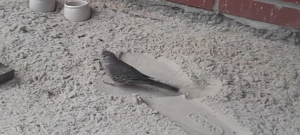 wildfarbige Bourkesittiche abzugeben 