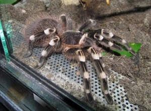 1,0 Acanthoscurria geniculata ( Weißknievogelspinne )