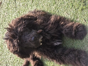 Königspudel Welpen schwarz weiß 