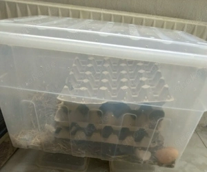 Argentische Waldschaben mit Zuchtbox 