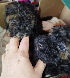 Zwergpudel Welpen