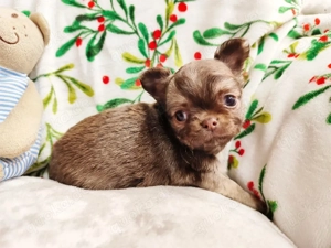 Mini Chihuahua Welpe    Schoko Farbe   Sehr Süß   Nur Heute!