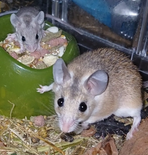 Sinai stachelmäuse 3.3 für Hannover