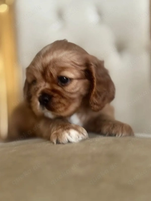Wunderschöne Cavalier King Charles Spaniel Welpen   bereit, Ihr Herz zu erobern