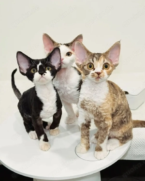 Devon-Rex-Kätzchen sind bereit für ihr neues Zuhause.