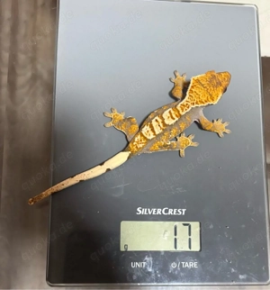 Kronengecko, Rhacodactylus ciliatus, 0.0.2 , Dark Base Harlequin   Partial Pinstripe   Cream Orange 