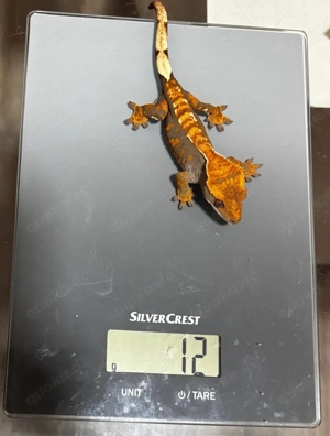 Kronengecko, Rhacodactylus ciliatus, 0.0.1 , Dark Base Flame   Partial Pinstripe   Orange