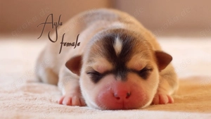 Nordic Dream - Pomsky Welpen Bild 5