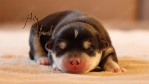 Nordic Dream - Pomsky Welpen Bild 2