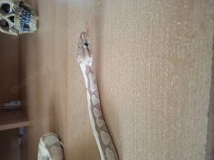 Verkaufe banana königspython 