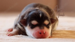 Nordic Dream - Pomsky Welpen Bild 4