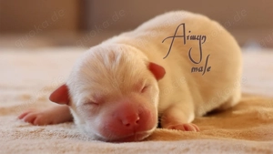 Nordic Dream - Pomsky Welpen Bild 7