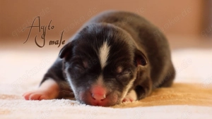 Nordic Dream - Pomsky Welpen Bild 6