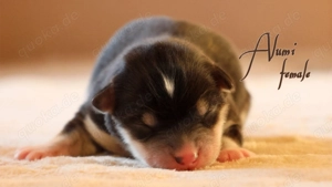 Nordic Dream - Pomsky Welpen Bild 8