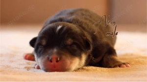 Nordic Dream - Pomsky Welpen Bild 9