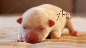 Nordic Dream - Pomsky Welpen Bild 3