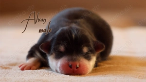 Nordic Dream - Pomsky Welpen Bild 10