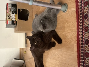 Britische kurzhaar 2stück 