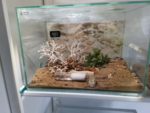 Ameisen Formicarium Ligniperda, Sillnelis, Tetramotium Bild 8
