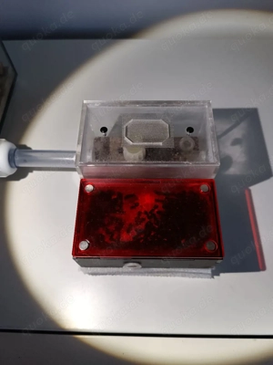 Ameisen Formicarium Ligniperda, Sillnelis, Tetramotium Bild 2