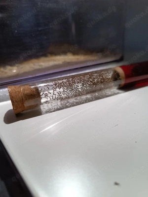 Ameisen Formicarium Ligniperda, Sillnelis, Tetramotium Bild 3