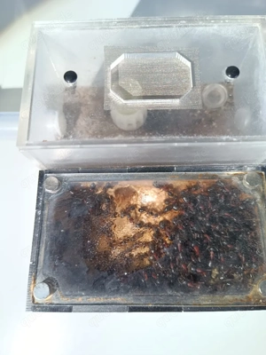 Ameisen Formicarium Ligniperda, Sillnelis, Tetramotium Bild 9