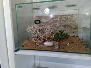 Ameisen Formicarium Ligniperda, Sillnelis, Tetramotium