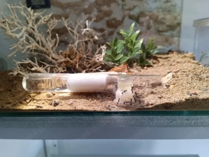 Ameisen Formicarium Ligniperda, Sillnelis, Tetramotium Bild 7