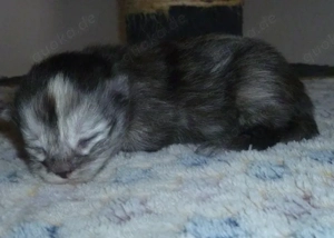 Kitten der Rasse Maine Coon