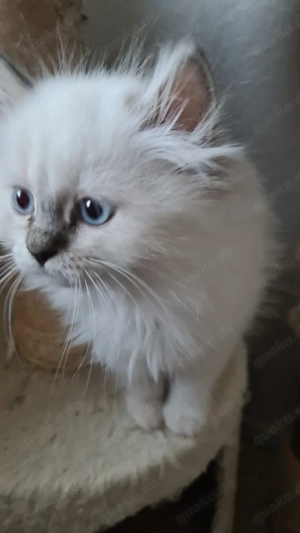 Perser  Colorpoint  Kitten 