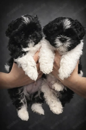 Welpen Shih Tzu.Noch zwei Rüdenwelpen sind frei