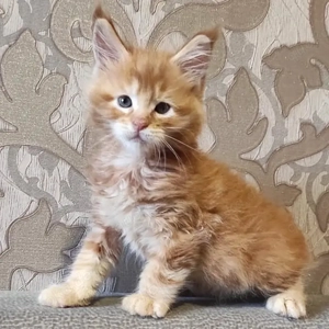 Entzückende Maine-Coon-Kätzchen