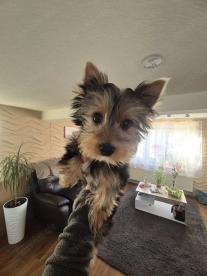 yorkshire terrier Welpen zum verkauf