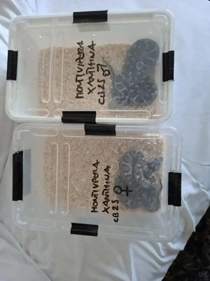 1.1 montivipera xanthina CB25 