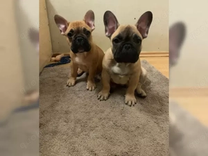 Wunderschöne  Französische Bulldoggen Welpen