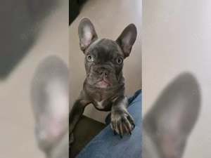 Französische Bulldoggen Welpen!!