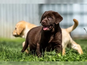 Wünderschöne Labrador Welpen