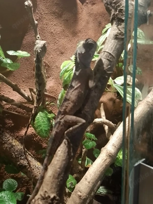 verkaufe verschiedene Reptilien 