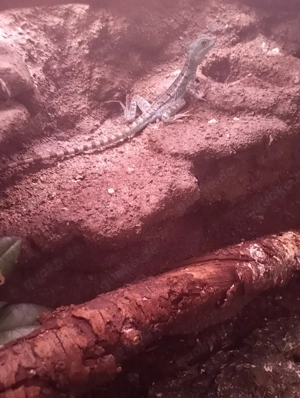 verkaufe verschiedene Reptilien 