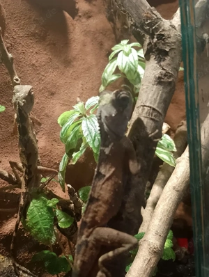 verkaufe verschiedene Reptilien 