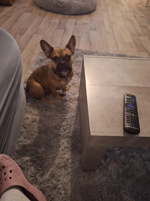 Verkaufe eine Französische Bulldogge 