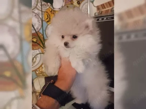 Typvollee Pomeranian Zwergspitz welpen