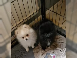 Pomeranian Zwergspitz welpen
