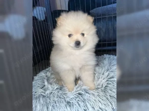 Süßen Pomeranian Zwergspitz Welpen!!