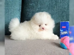  Pomeranian Zwergspitz Welpen