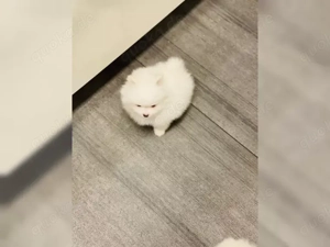 wunderschönes pomeranian zwergspiz welpen