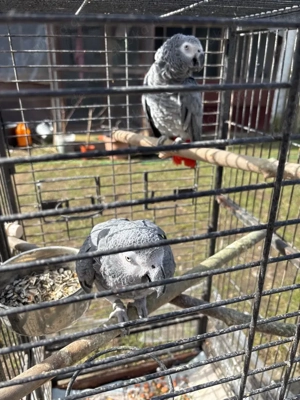 Grau Papageien Bild 2