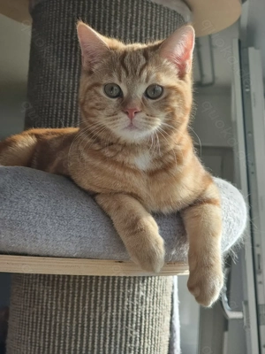 Wiskas Kater in rot abzugeben. 