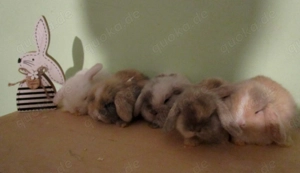 bildschöne, junge Mini Lop - Zwergwidder    